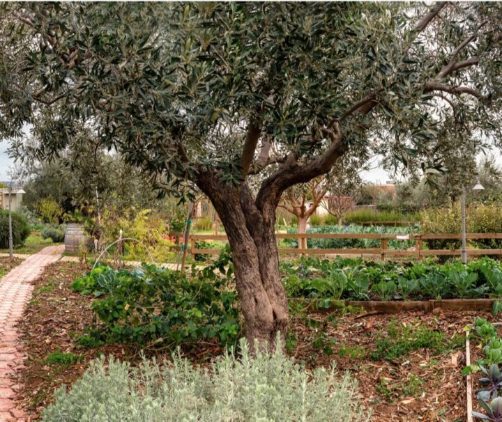 Olive Oil Tasting Tour from Athens