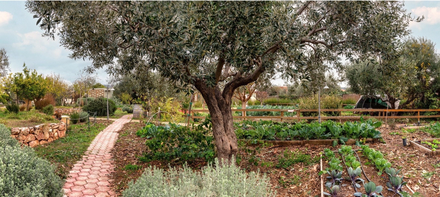 Olive Oil Tasting Tour from Athens